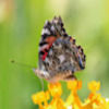 butterfliesetal
